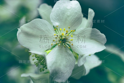 茉莉花