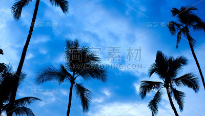 椰林-蓝色夏威夷