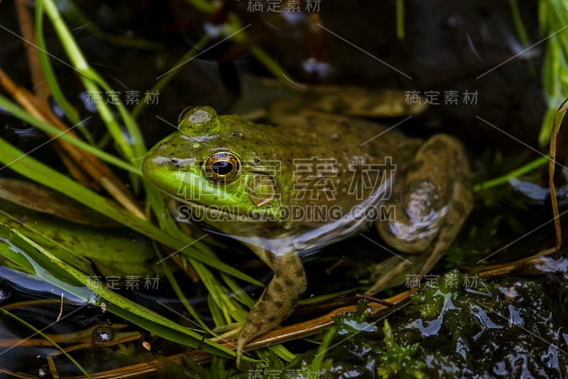 牛蛙在池塘