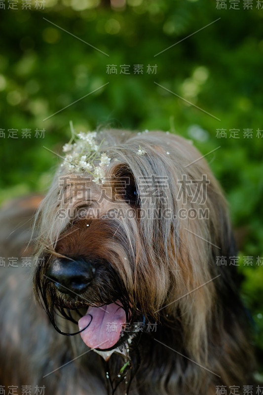 一只红色的牧羊犬，荆棘正在春天的草地上玩耍。