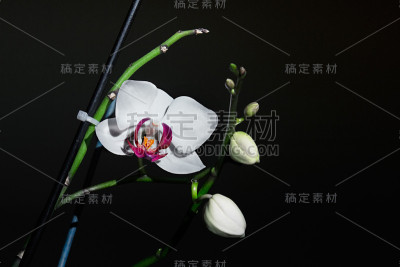 蝴蝶 兰