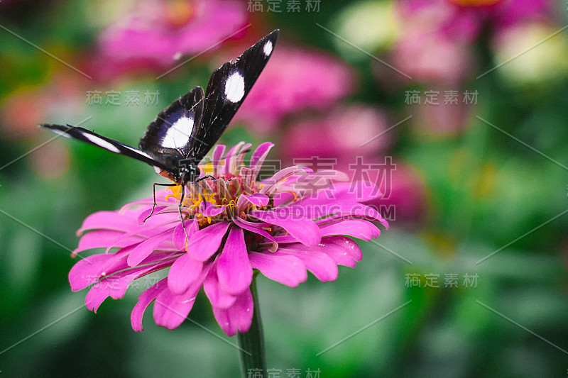 花和蝴蝶