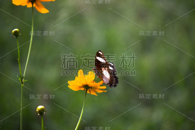 Eggfly蝴蝶