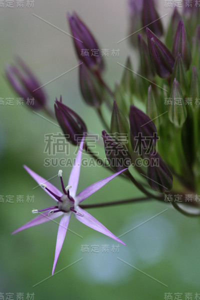 葱属