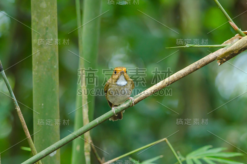 红眉鹟栖息在树枝上