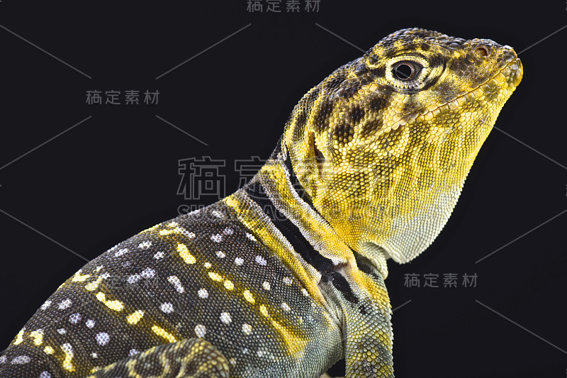 黄头颈蜥蜴(Crotaphytus collaris auriceps)