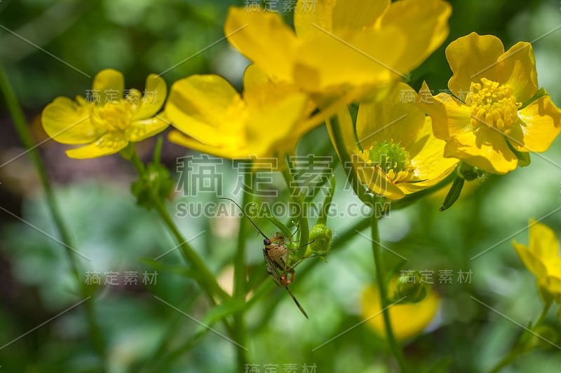 春天开花的花，毛茛，毛茛