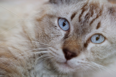 惊慌的猫