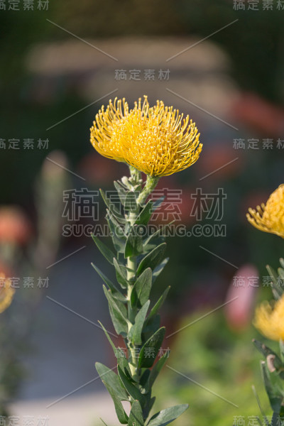 楔形白蔹常绿灌木;变形科开花植物