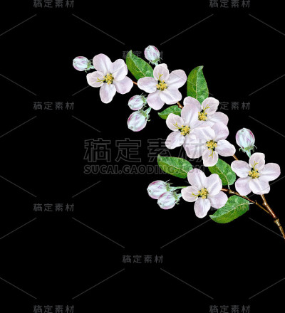 春天的花。