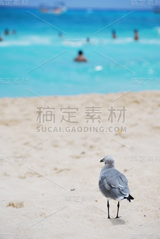 热带海滩上的海鸥