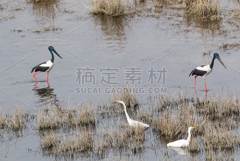 黑颈鹳鸟