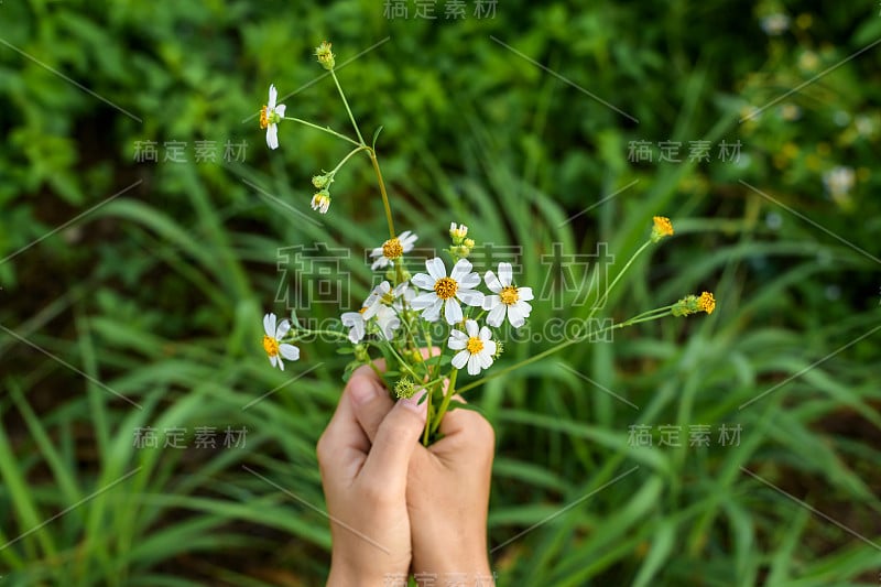 女性手捧白花。