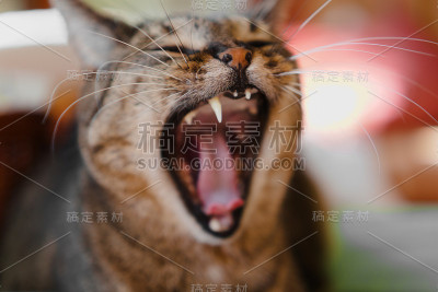老斑猫打哈欠