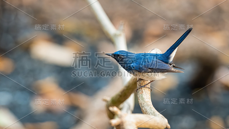 海南蓝鹟栖息在藤本植物上，向远处望去