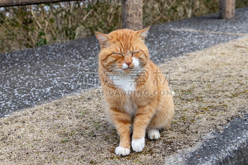 日本千叶Kimitsu市龟山湖公园里的一只流浪猫