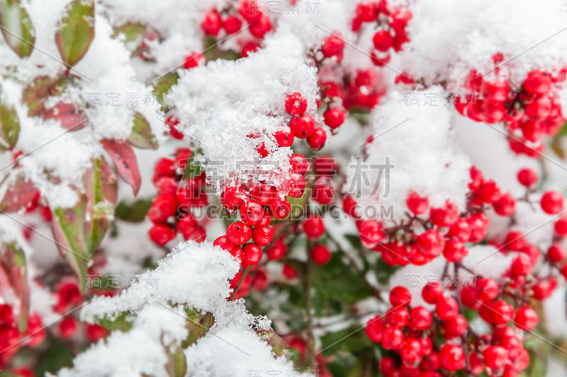 红色的水果与雪堆积