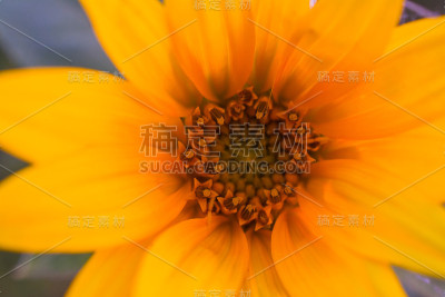野花