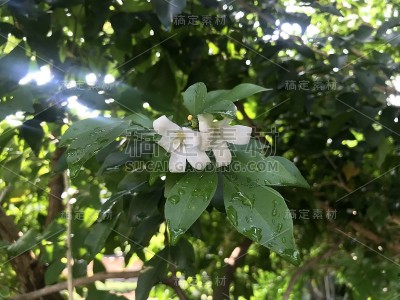 橙色茉莉花盛开