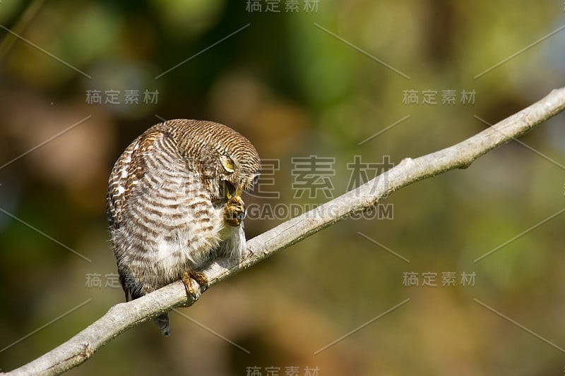 尼泊尔Bardia的丛林猫头鹰