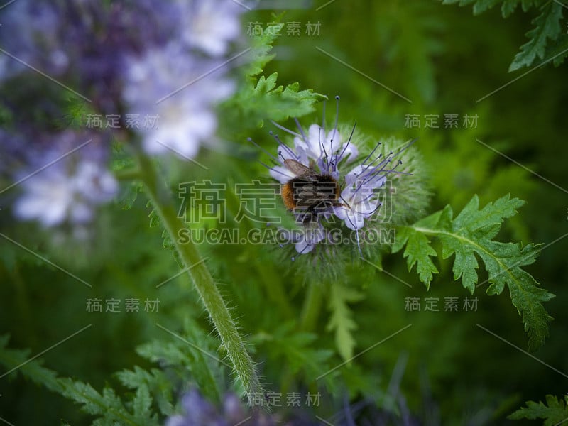 菲西莉亚和大黄蜂