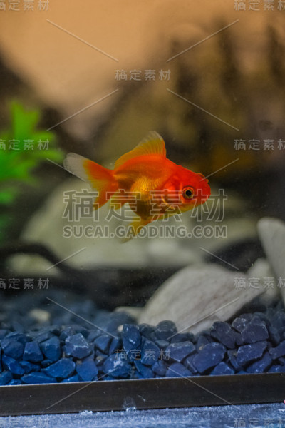 金鱼