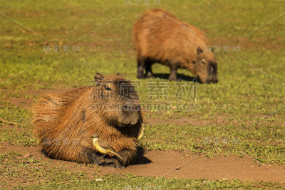 Capybaras