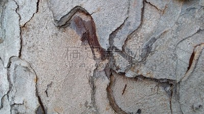 树皮