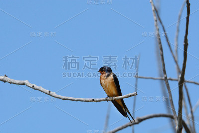 家燕或家燕栖息在枝干上