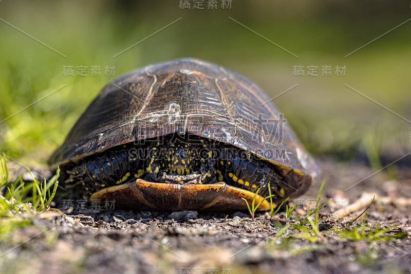 欧洲池塘龟