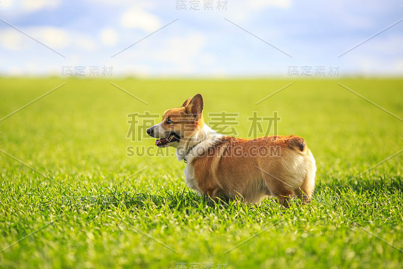 从一边到另一边，一只可爱的红毛柯基小狗站在一个阳光明媚的春天，绿色的草地上有多汁的草