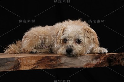 猎犬站在一块木板上，前面是黑色的背景
