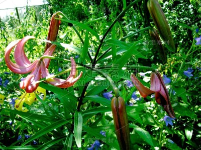 美丽娇艳、色彩鲜艳的花朵盛开着