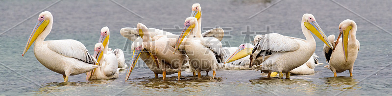 一群大白鹈鹕(Pelecanus Onocrotalus)在曼雅拉湖