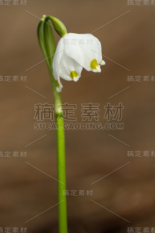 春季雪花，石蒜科多年生球茎开花植物，单朵白色花，花被片顶端有黄色或绿色标记。天门冬、石蒜科、石蒜科