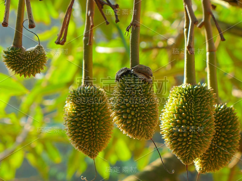 榴莲园的榴莲树上挂着小榴莲果实