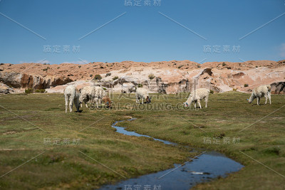玻利维亚黑礁湖的羊驼图片