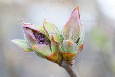 膨胀的丁香花蕾的中性背景。一个春天，绿色第一次萌芽。