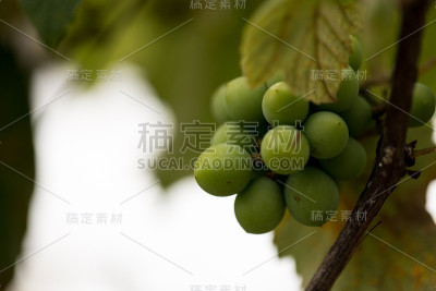葡萄