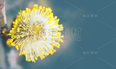 春天。复活节。圣枝主日。新生命的觉醒。年轻的灰柳或灰色柳树开花，特写。花序,花期。柳树、黄柳或柳树。