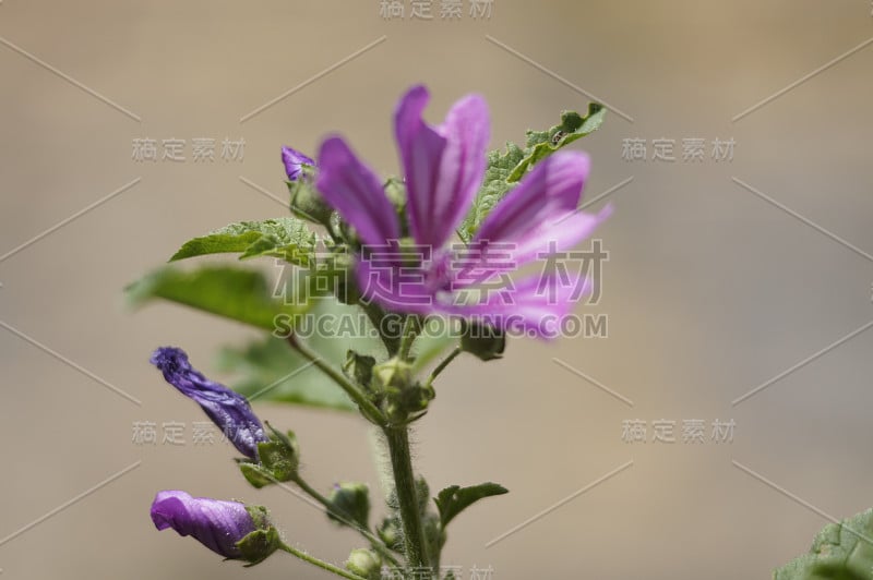 绿色模糊的背景草，穗和花在一个晴朗的日子。明亮的太阳图案