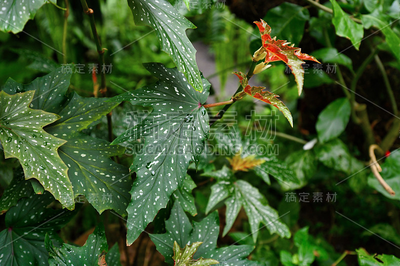 热带植物‘海棠乌头’，有深齿到浅裂的叶子，带有白点，巴西特有