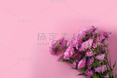 紫色菊花和花瓣