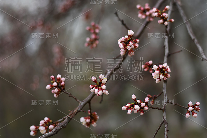 杏花芽在树枝上。有树芽的树枝