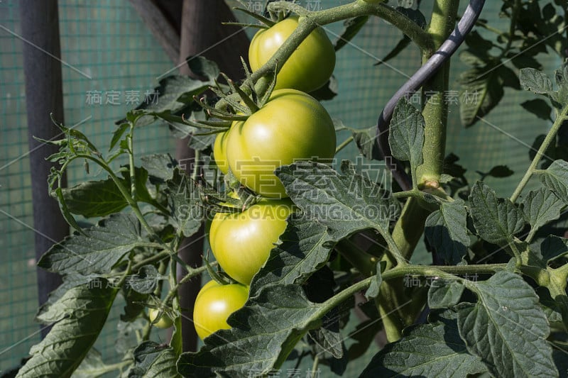 在斯图加特附近的夏季七月，德国南部农舍花园的蔬菜