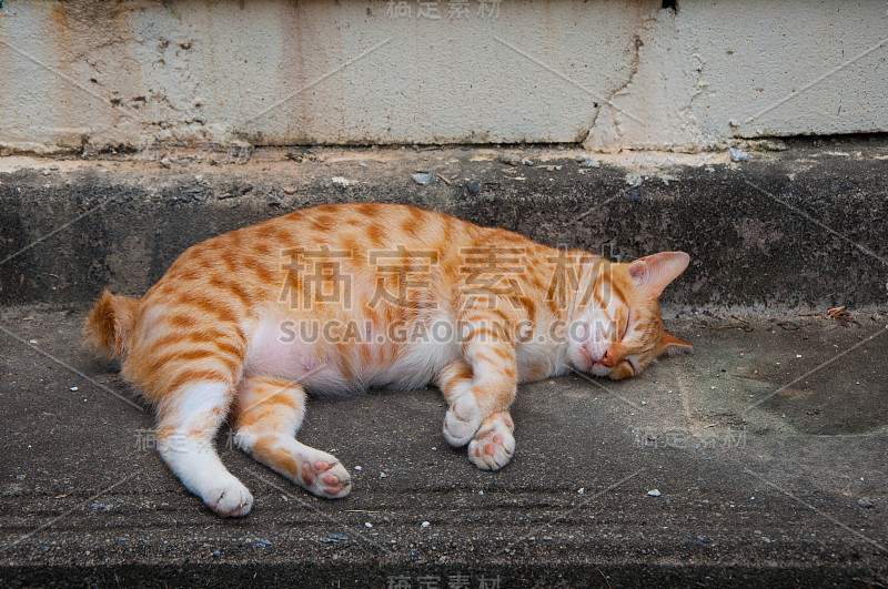 橙色的肥猫睡在水泥地板上