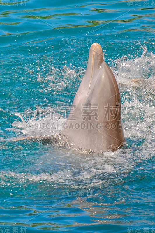 美丽的海豚耍把戏