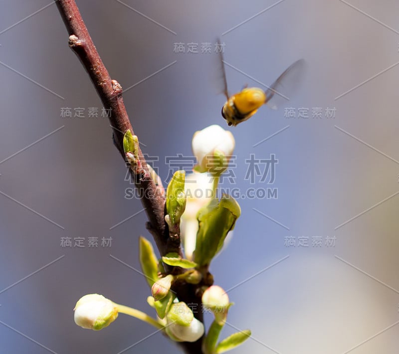 蜜蜂在飞