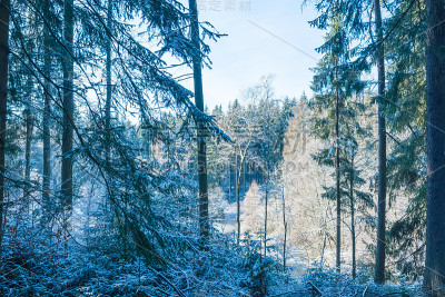 白雪覆盖的针叶林