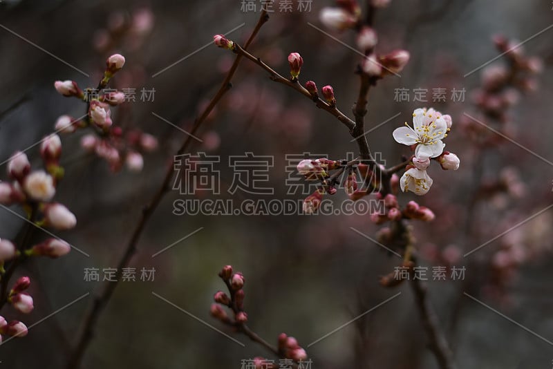 杏花芽在树枝上。有树芽的树枝